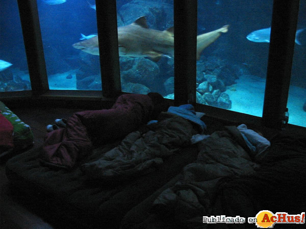 /public/fotos2/Durmiendo-con-Tiburones-29112013 .jpg